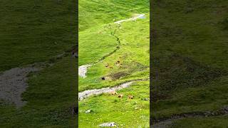 📍Brienz Rothorn Bahn Switzerland 🇨🇭 follow for more daily shorts 🇨🇭 [upl. by Dihahs73]