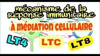 Le mécanisme de la réponse immunitaire spécifique à médiation cellulaire [upl. by Silvain166]