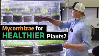 Does Mycorrhizae Improve Plant Growth [upl. by Roma]