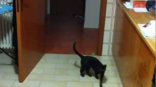 Gato GRACIOSO que cree ser un perro [upl. by Aciretal]