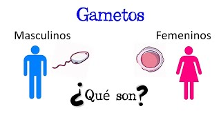 💥 ¿Qué son los Gametos 💥 Fácil y Rápido  BIOLOGÍA [upl. by Fonseca]