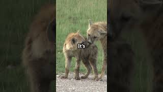 Hyena Highlights Laughs amp Life in the Wild 🦁🐾 animalfactsshorts [upl. by Esimorp]