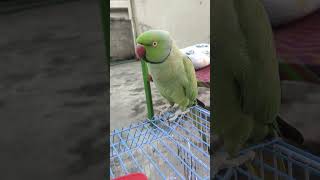 Parrot talking talkingparrot parrot ringneck [upl. by Grange493]