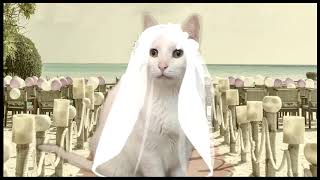 Best Wedding Song  By Cats [upl. by Lyrrad]