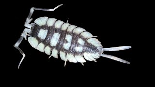 Porcellio Expansus Isopod Care Guide [upl. by Ahsital]