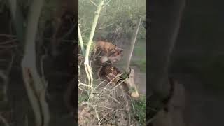 Perros pidboll matan a puma campo tres palma [upl. by Thirzi]