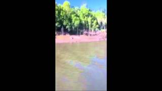 Crocs in Proserpine River Qld [upl. by Carmita504]