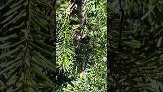 Mormon Cricket Chirping  Wallowa Mountains Oregon [upl. by Areemas]