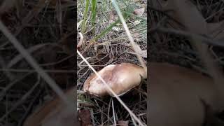 Borowik szlachetny🍄‍🟫mushroom nature forest boletus shorts [upl. by Siravrat371]