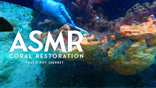 Is It Fouling or Calcareous Algae  coralrestoration fish oceanreef4k coralreef [upl. by Sorenson41]