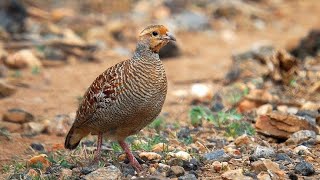 grey francolin  grey partridge grey pheasant  irani teetar [upl. by Omari617]