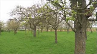 Landschapsbeheer met Jaap en Lex aflevering Fruitboom snoeien [upl. by Malti210]