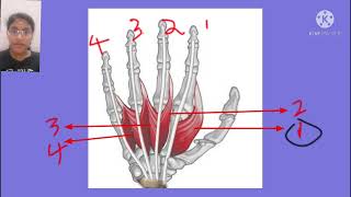 Lumbricals  Origin  Insertion  Nerve Supply  Action [upl. by Eyks]