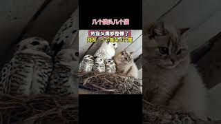 A few cat heads and a few door cats Confusing behavior of animals Funny videos to cure unhappi [upl. by Hyacinth]