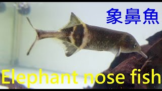 象鼻魚Elephant nose fish [upl. by Yarahs]