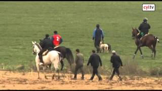 Final Campeonato de España de Galgos en Nava del Rey Valladolid [upl. by Asseral12]