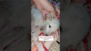 Puppy with pancreatitis pain 😿animalsrescue pancreatitis pets [upl. by Enner]