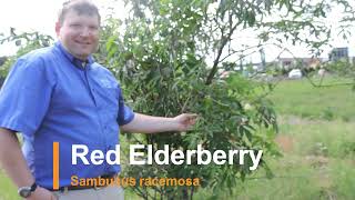 Plant Speed Dating  Red Elderberry Sambucus racemosa [upl. by Menides]