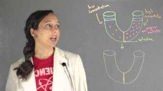 Important Concepts of Osmosis  Chemistry Lessons [upl. by Zeena]