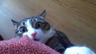 Funny Stalking Cat Video Compilation [upl. by Jesse]