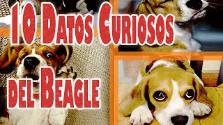 10 Datos Curiosos y Divertidos del Perro Beagle [upl. by Enriqueta]