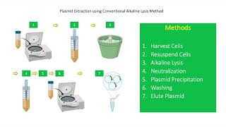 How To Perform Plasmid DNA Extraction Using Alkaline Lysis Method [upl. by Perdita]