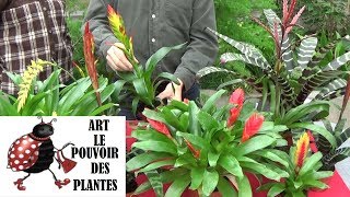 Conseils jardinage Vriesea Entretien et arrosage Plante verte d’intérieur [upl. by Aihpled]