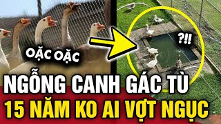 Thay thế CHÓ SĂN bằng NGỖNG CANH GÁC nhà tù 15 năm qua chưa ai VƯỢT NGỤC THÀNH CÔNG  Tin 3 Phút [upl. by Etnoj484]