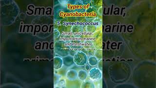 Types of Cyanobacteria  Cyanobacteria Types cyanobacteria [upl. by Nnalatsyrc]