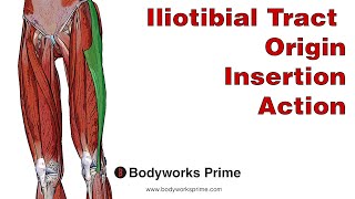 Iliotibial Tract ITB Anatomy Origin Insertion amp Action [upl. by Mitchiner]