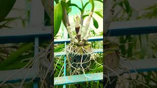 Orchid agriculture horticulture orchiddendrobium kalimpongorchid [upl. by Thgirw]