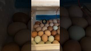 Day 11 of incubating chicken eggs [upl. by Lauralee692]