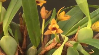 Maxillaria variabilis [upl. by Tannie238]