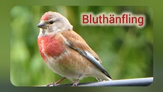 Der Bluthänfling linnet [upl. by Fe]