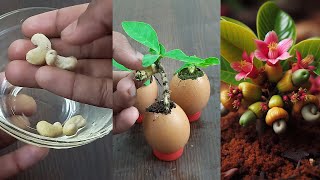 An Effective Way To Grow Cashew Nut Plant At Home In Egg Shell  Grow Cashew Nut tree from Seeds [upl. by Akimit737]