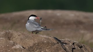 Sternes pierregarin  Common Tern etc [upl. by Anneis989]