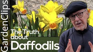 Daffodil  Narcissus  Where to plant Daffodils [upl. by Keryt]