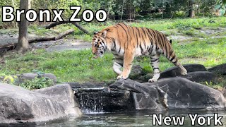 Bronx Zoo Tour  Bronx New York  USA 4K [upl. by Ecyoj]