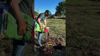 How to plant a tree in under a minute [upl. by Darra191]