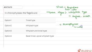 In chlorophyceae the flagella are [upl. by Nazay143]