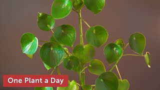 Peperomia polybotrya Raindrop Peperomia Houseplant Care — 29 of 365 [upl. by Arykat191]