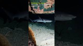 Whitetip reef shark with a fishing hook okinawa scubadiving [upl. by Zins142]