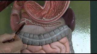 Anatomy 6 Gastrointestinal tract [upl. by Annohsal]