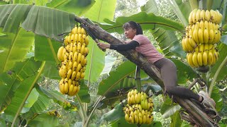 Harvest Big Bananas Go To Market Sell Buy Ducklings To Raise  Anh Free Bushcraft [upl. by Lasiaf644]