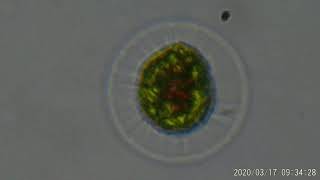 Haematococcus pluvialis [upl. by Jessi]