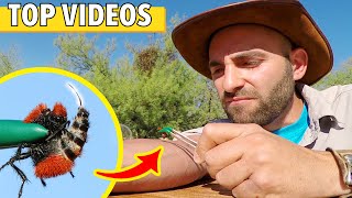 STUNG by a VELVET ANT amp WARRIOR WASP All Coyote Petersons Worst Stings [upl. by Veda]