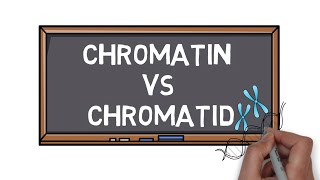 Chromatin Vs Chromatid  What is the Difference  Pocket Bio [upl. by Lyrrad642]