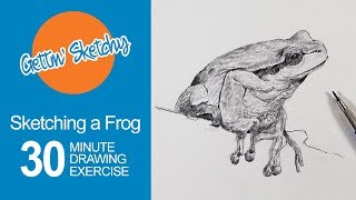 Sketching a Frog  Gettin Sketchy Live [upl. by Dynah]