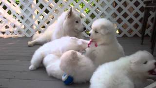 Samoyed puppies 37 Days old  quotmannersquot [upl. by Bonnee8]