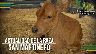 Actualidad de la Raza San Martinero  TvAgro por Juan Gonzalo Angel [upl. by Amal523]